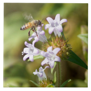 Honey Bee Flowers Ceramic Tile