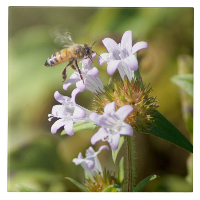 Honey Bee Flowers Ceramic Tile (Front)