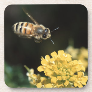 honey bee in flight coaster