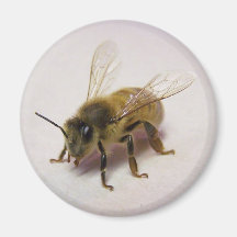 honey bee