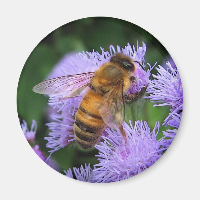 Honey Bee Magnet (Front)