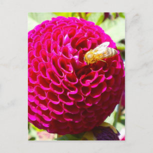 Honey Bee on a Flower Postcard
