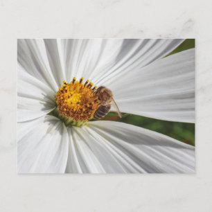 Honey Bee on A White Cosmos Flower Postcard