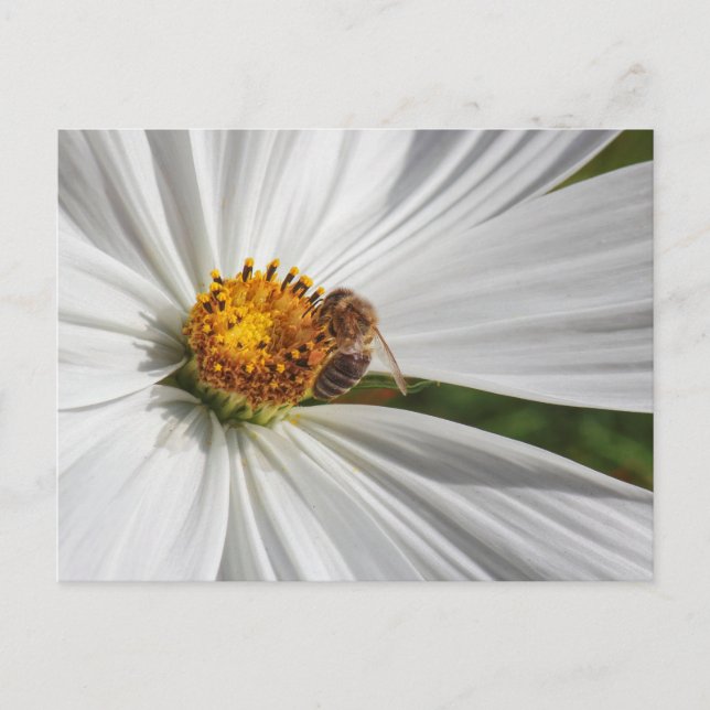 Honey Bee on A White Cosmos Flower Postcard (Front)