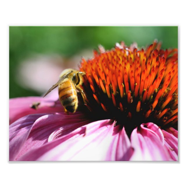 Honey Bee On Coneflower Close Up 8x10 Photo Print (Front)