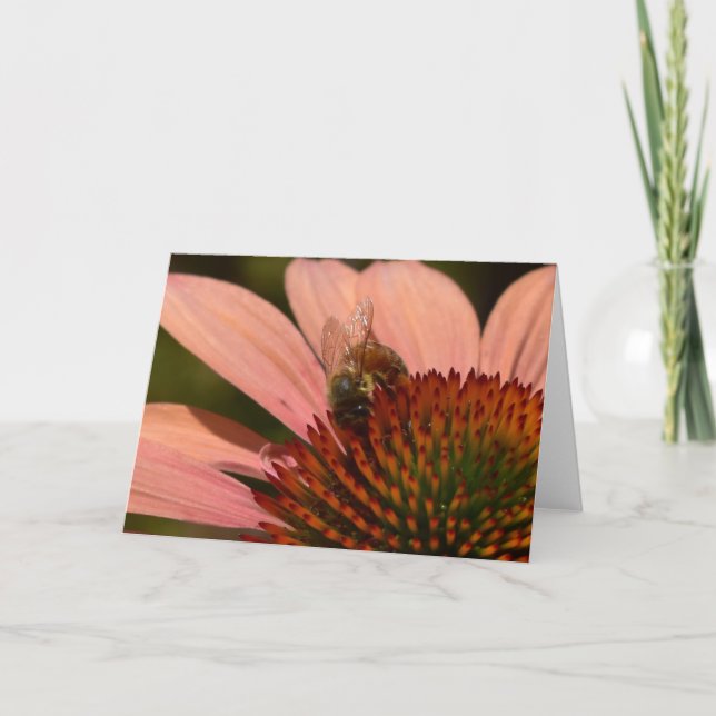 Honey Bee on Coneflower Greeting Card (Front)