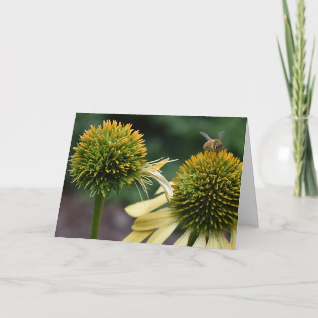 Honey Bee on Coneflower Greeting Card (Front)