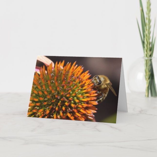 Honey Bee on Coneflower Greeting Card (Front)