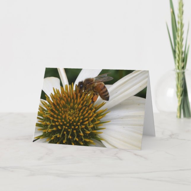 Honey Bee on Coneflower Greeting Card (Front)