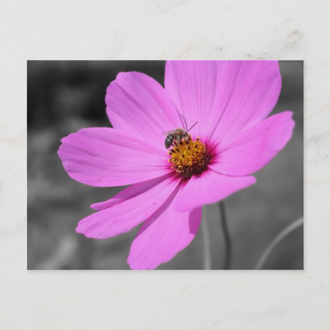 Honey Bee On Cosmos Flower Black And White Postcard (Front)