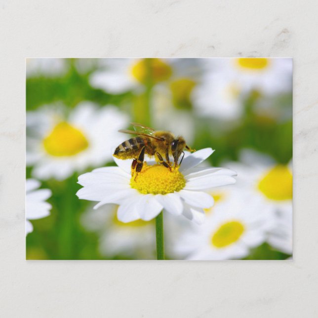 Honey Bee on Daisy Postcard (Front)