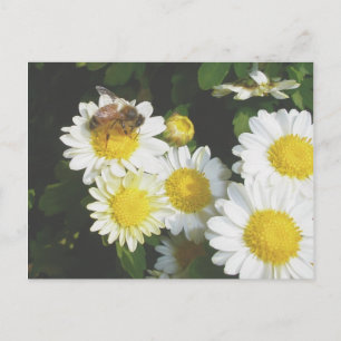 Honey Bee on Fall Mums Postcard