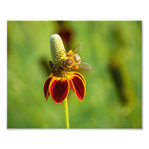 Honey Bee on Mexican Hat Flower Photo Print