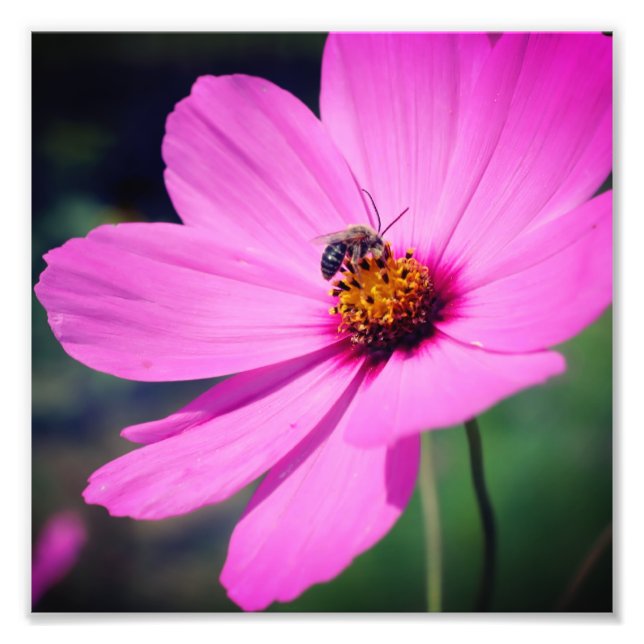 Honey Bee On Pink Cosmos Flower Close Up 8x8 Photo Print (Front)