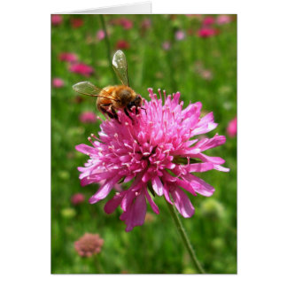 Honey bee on pink flower