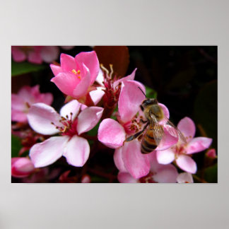 Honey Bee On Pink Flowers Photo Print