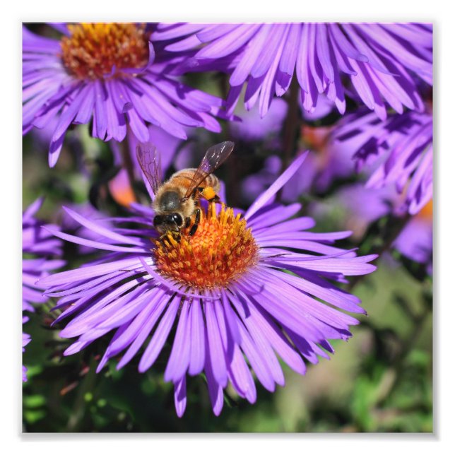 Honey Bee On Purple Aster Flower 8x8 Photo Print (Front)