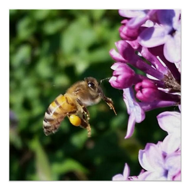 Honey Bee on Purple Lilacs Poster (Front)