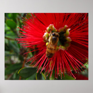 Honey Bee On Red Flower Photo Print