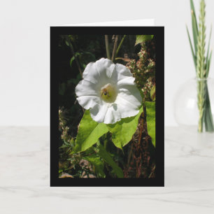 Honey Bee on Wild Morning Glory Card