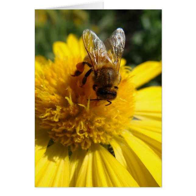 Honey bee on yellow sunflower colour daisy (Front)