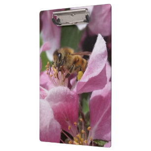 Honey Bee Pollinating Pink Crabapple Tree Blossom Clipboard