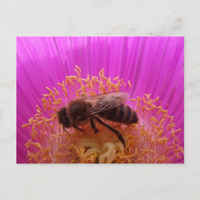 Honey Bee Postcard (Front)