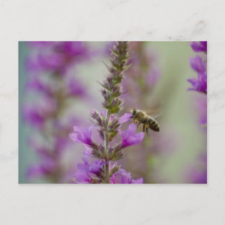 Honey bee postcard