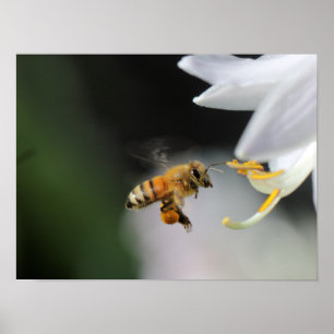 Honey bee poster