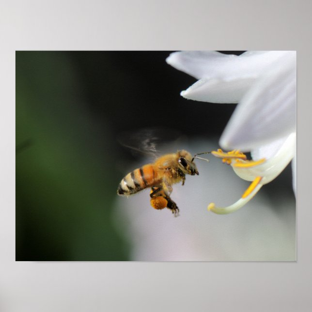 Honey bee poster (Front)