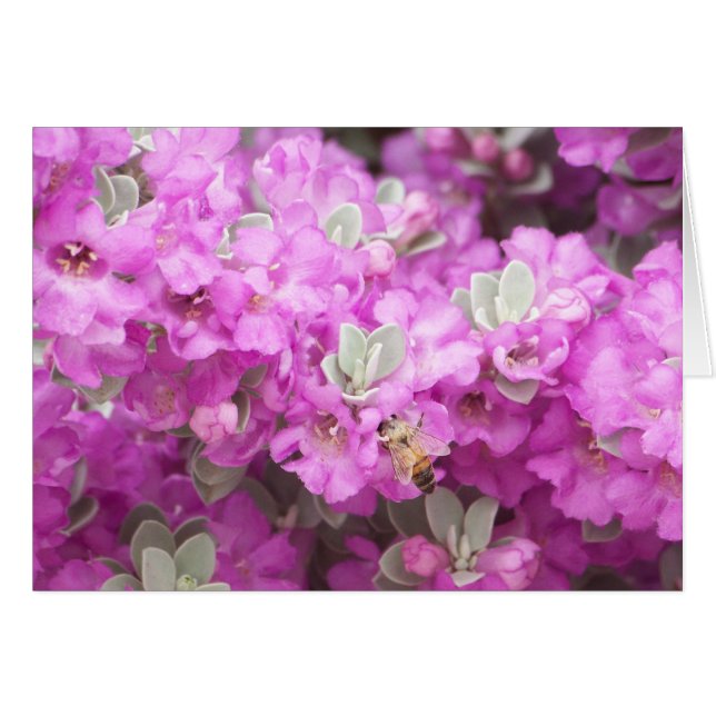 Honey Bee & Texas Sage (Front Horizontal)