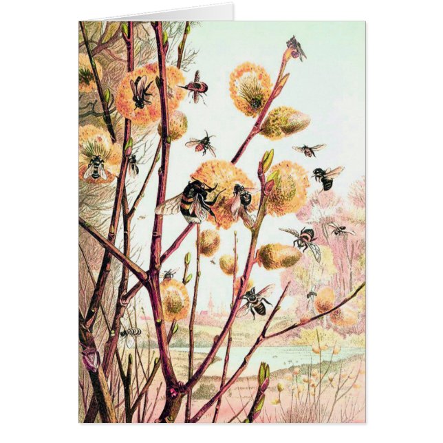 Honey bee vintage illustration blank card (Front)