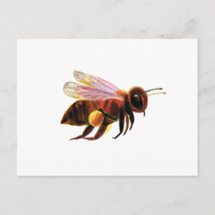 Honey Bee with its Pollen Baskets Illustration Holiday Postcard