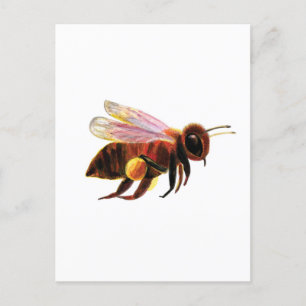 Honey Bee with its Pollen Baskets Postcard