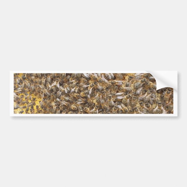 honey bees and more honey bees bumper sticker (Front)