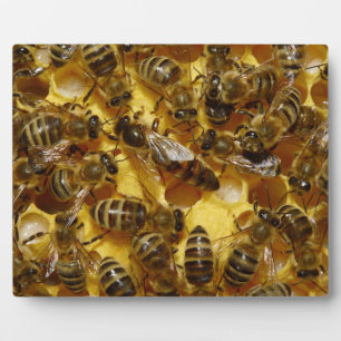 Honey Bees in Hive with Queen in Middle Plaque
