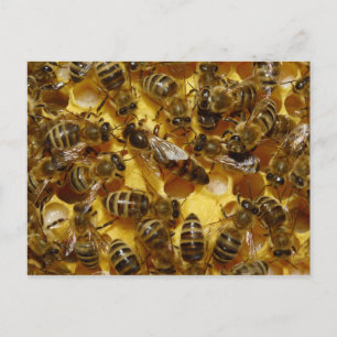 Honey Bees in Hive with Queen in Middle Postcard