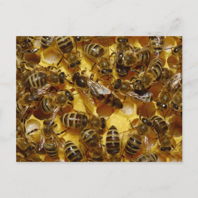 Honey Bees in Hive with Queen in Middle Postcard (Front)