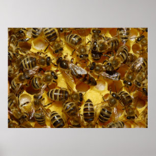 Honey Bees in Hive with Queen in Middle Poster