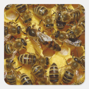 Honey Bees in Hive with Queen in Middle Square Sticker