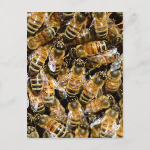 Honey bees postcard