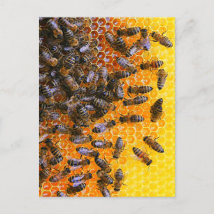 HONEY BEES  POSTCARD