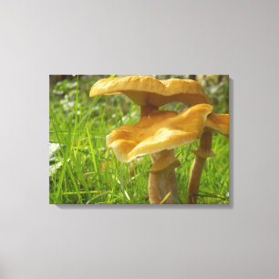 Honey Fungus Canvas Print