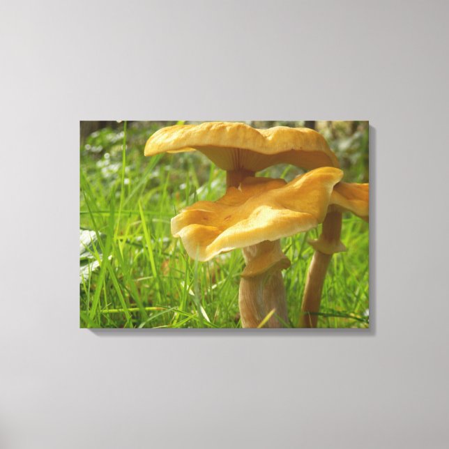 Honey Fungus Canvas Print (Front)