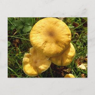 Honey Fungus Mushroom Postcard