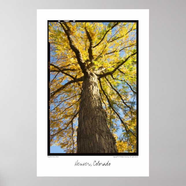 Honey Locust, Denver, Colorado Poster (Front)