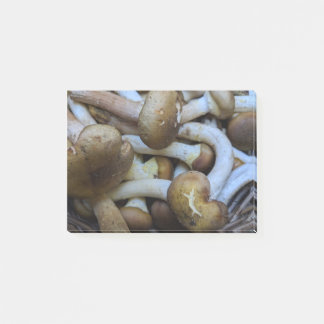 Honey Mushrooms, Apiata, Armillaria,opyenok Post-it Notes