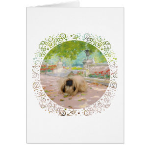 Honey Pekingese