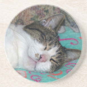 Honey Sleeping Coaster