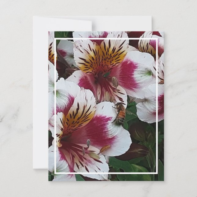 Honeybee and Alstromerias Enclosure Card (Front)